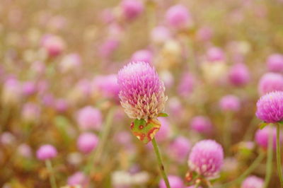 Close-up of pink flowering plants on field