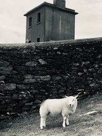 Sheep standing in front of a building