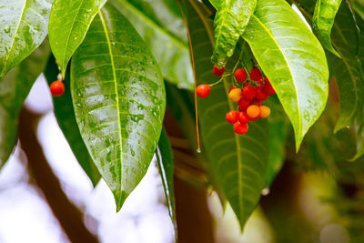 Close-up of red berries growing on tree