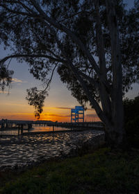 Trees on field against sky during sunset