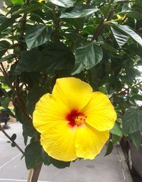 Close-up of yellow hibiscus blooming outdoors