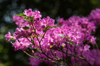 Close-up of pink flowers