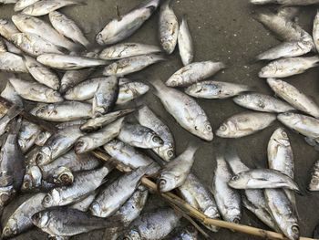 Close-up of fish for sale in market