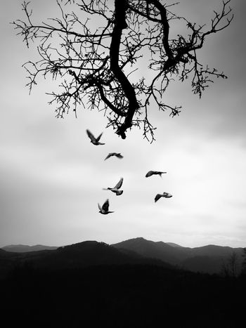 Silhouette birds flying in sky