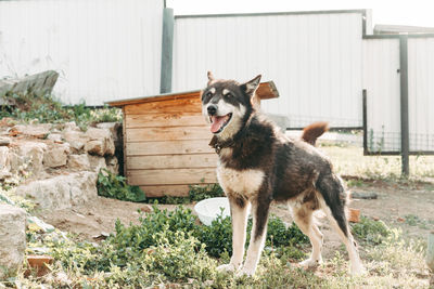 Street dog malamute chained by the booth. the sled dog is girded and chained up near its kennel. 