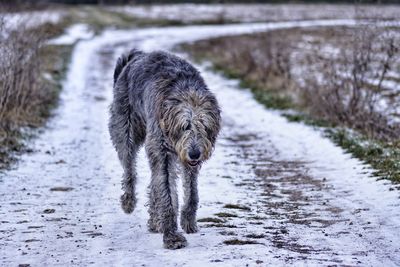 Dog running on snow covered landscape