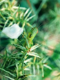 Close-up of insect on plant