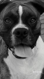 Close-up portrait of dog