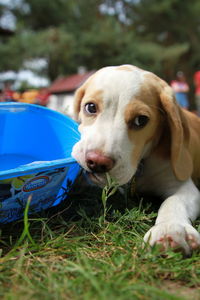 Close-up portrait of dog