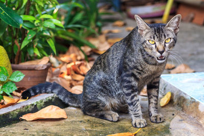 Portrait of a cat