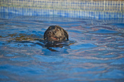 High angle view of turtle in swimming pool