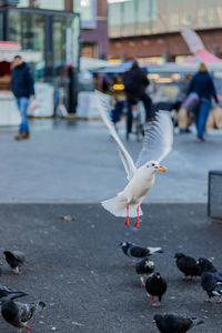 Birds at sidewalk in city