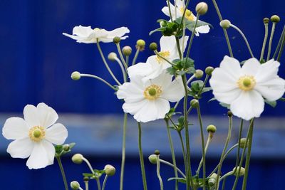 Close-up of white flowering plant