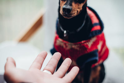 Close-up of hand and black dog