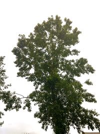 Low angle view of trees