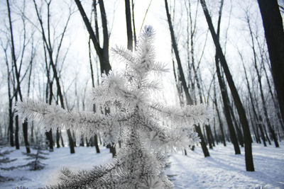 Close-up of frozen bare trees during winter
