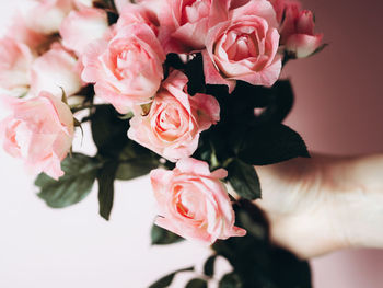 Hand hold rose flowers bouquet on white background. rose flower background. shadow background. 