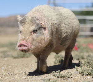 Young pig walking 