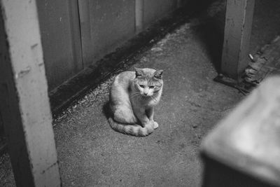 High angle portrait of cat on floor