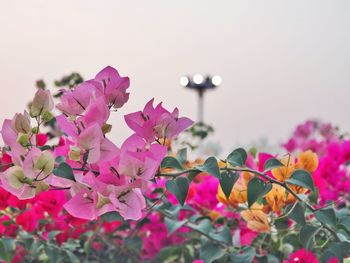 Close-up of pink flowers blooming against sky