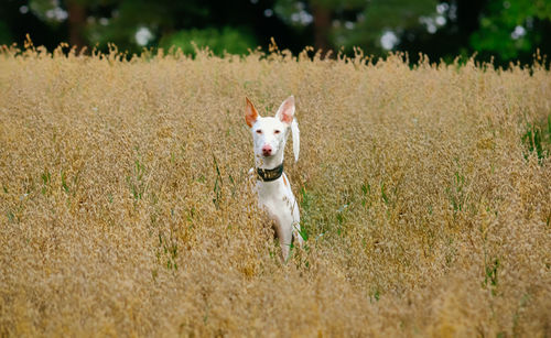 Portrait of dog running on field