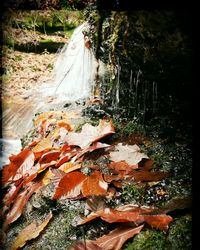 View of waterfall in forest