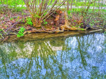 Reflection of tree in lake