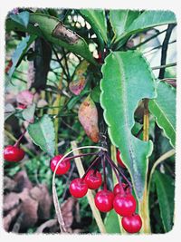 Close-up of red berries on tree