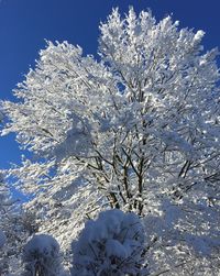 Close-up of snow covered tree