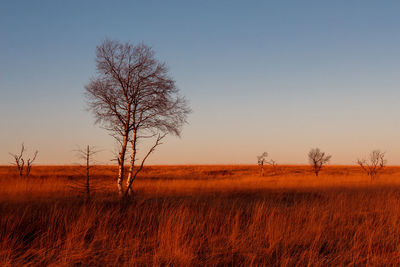 Bare tree on field against clear sky