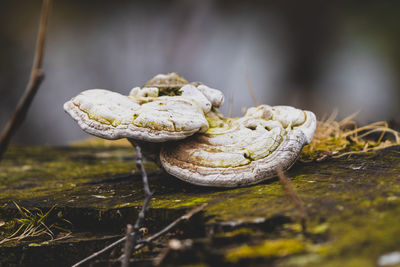 White forest mushrooms are growing on an old tree trunk in the forest