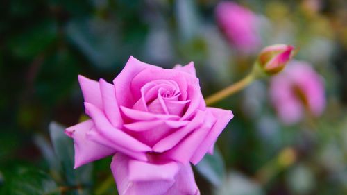 Close-up of pink rose