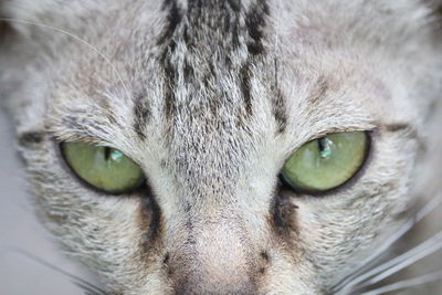 Close-up portrait of cat