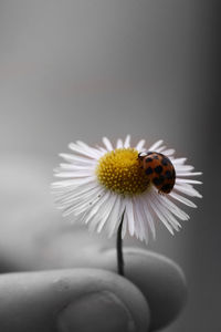 Close-up of hand on flower