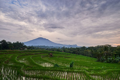 Scenic view of agricultural field against sky