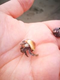 Close-up of insect on hand