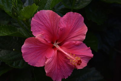 Close-up of flower