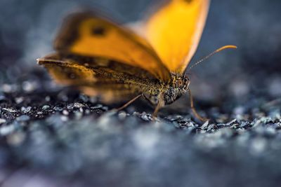 Close-up of butterfly on rock