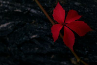 Close-up of red flower