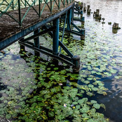 High angle view of plants by lake