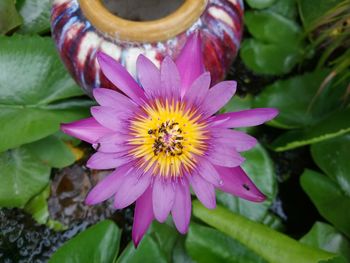 High angle view of purple flowering plant