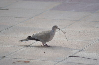 Close-up of bird perching on ground