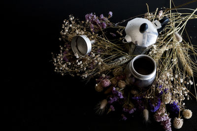 Close-up of purple flowers against black background