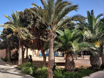 Palm trees in park against sky