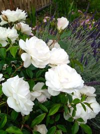 Close-up of white flowers