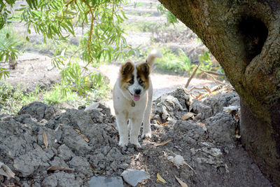 Portrait of dog on rock against trees