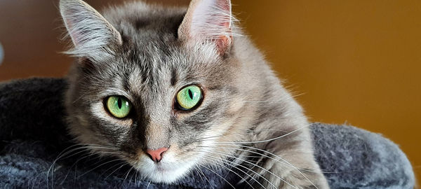 Close-up portrait of a cat
