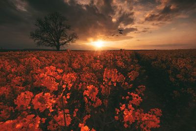 Flowers growing on field against sky at sunset