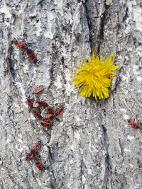 Close-up of yellow flower on tree trunk