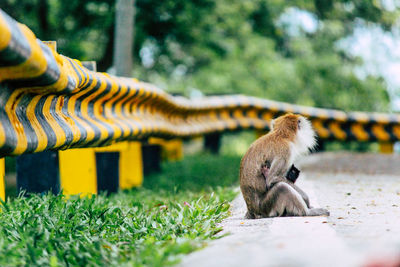 Monkey sitting on field